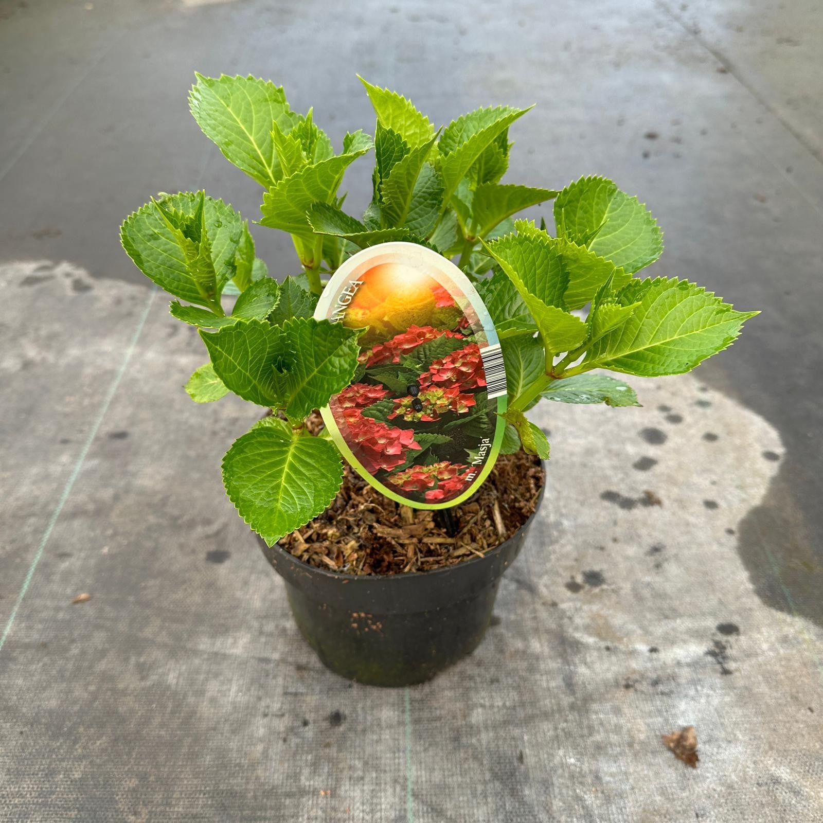 Hydrangea macr. Sibilla 30cm 17cm Pot