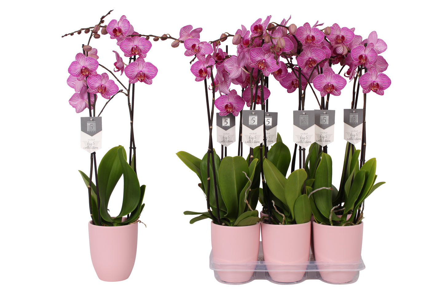 Vijverberg BV, kw. Piet Phalaenopsis Prague Pack of 6