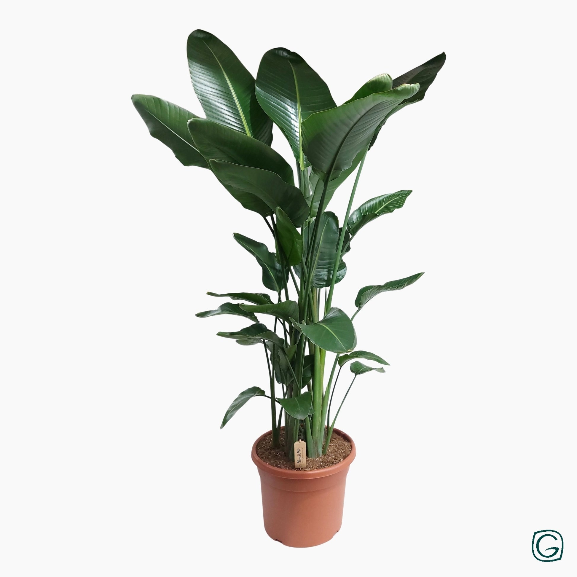 Strelitzia nicolai 230cm 45cm Pot