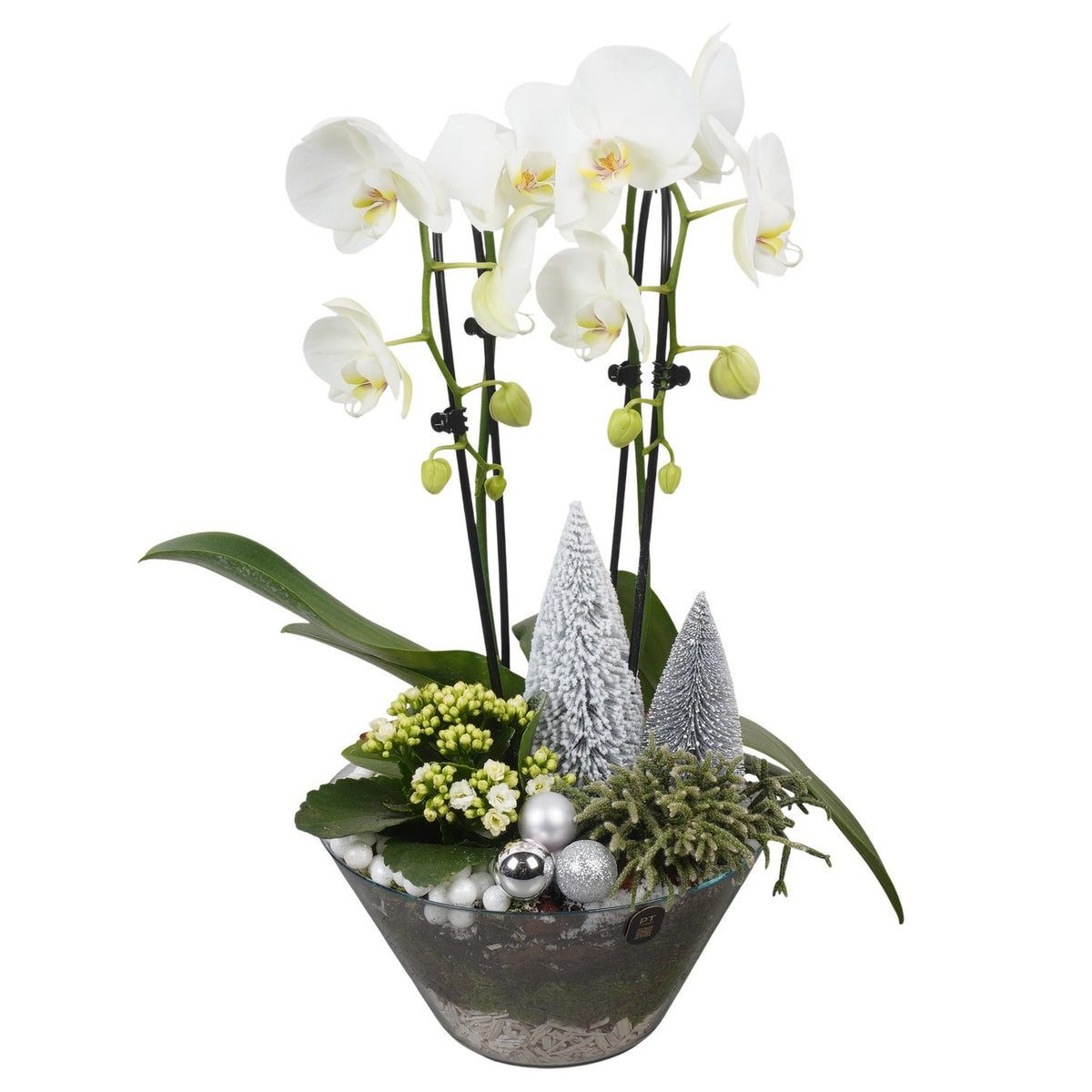 Christmas arrangement 57cm 25cm Pot