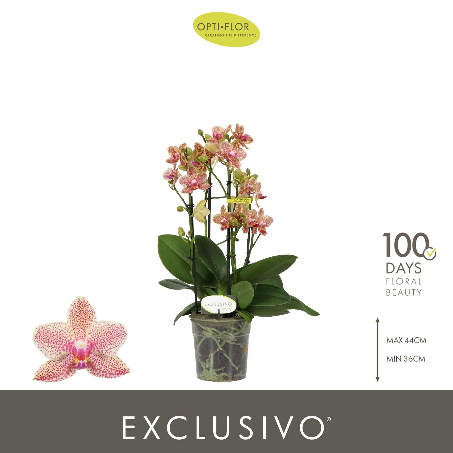 Phalaenopsis yellow 45cm 12cm Pot