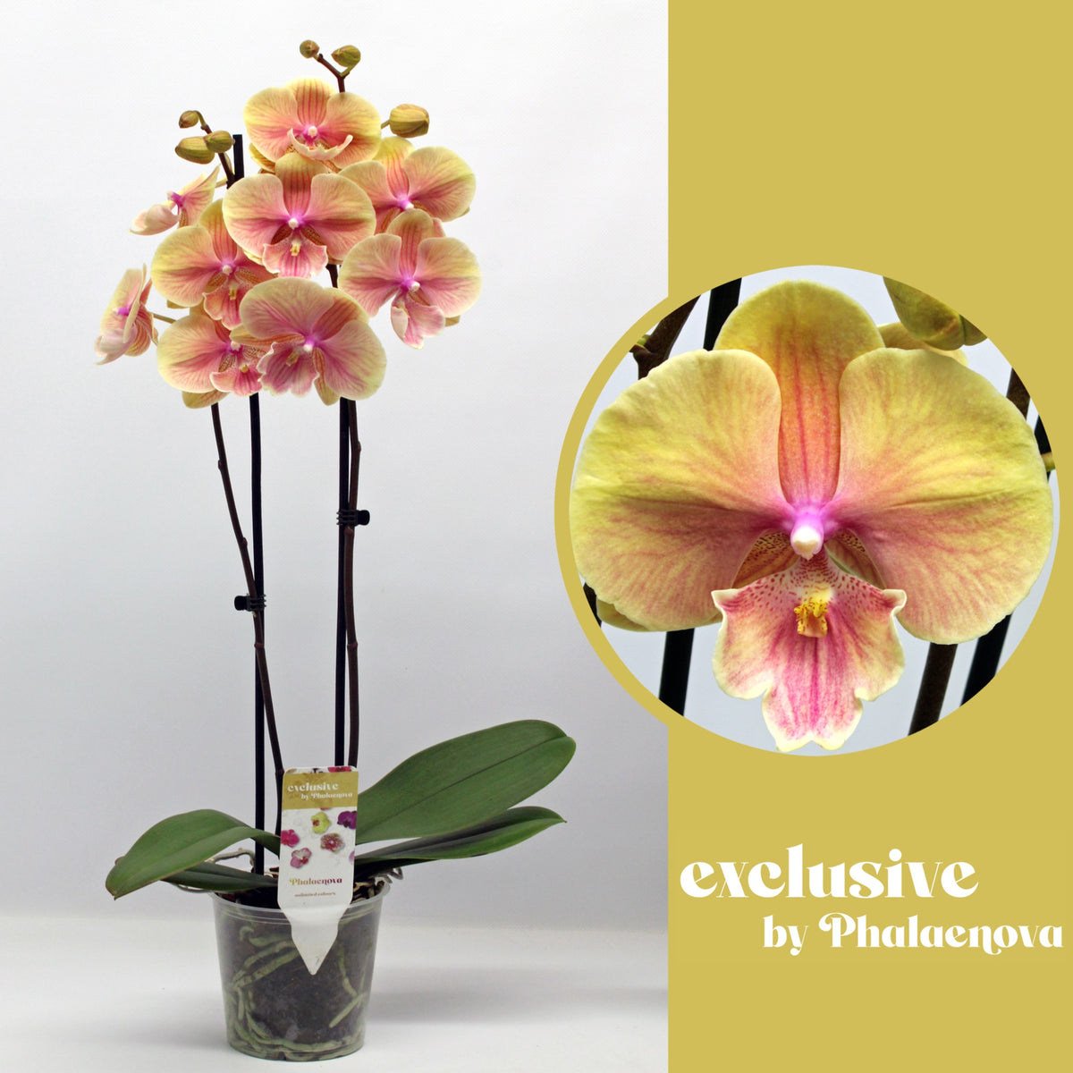 Phalaenopsis yellow 65cm 12cm Pot