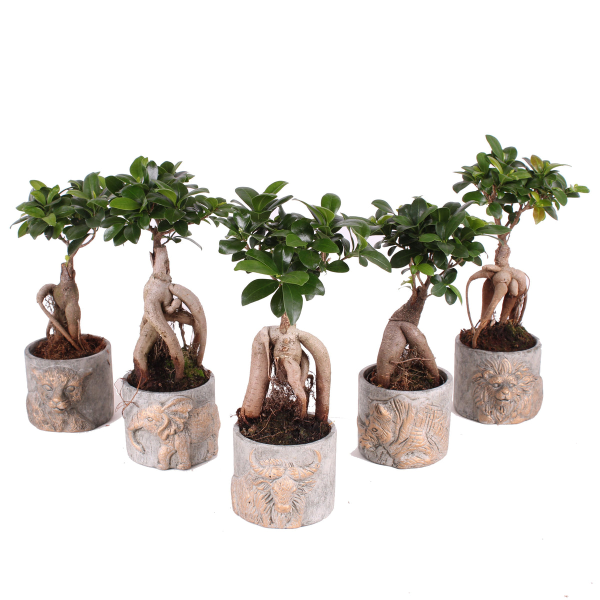 Ficus Ginseng 30cm 11cm Pot