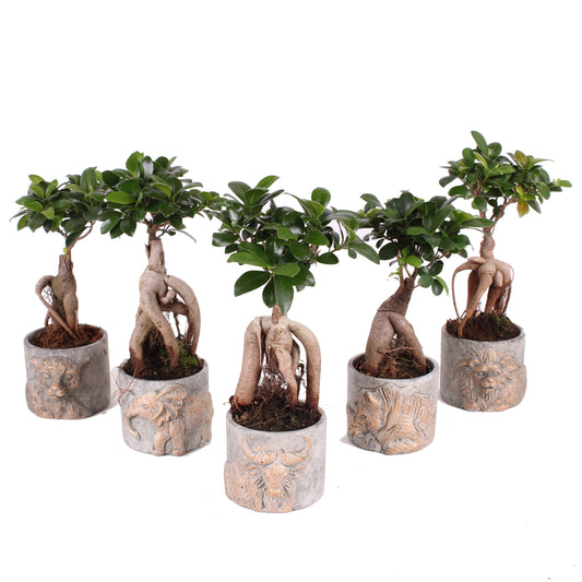 Ficus Ginseng 30cm 11cm Pot