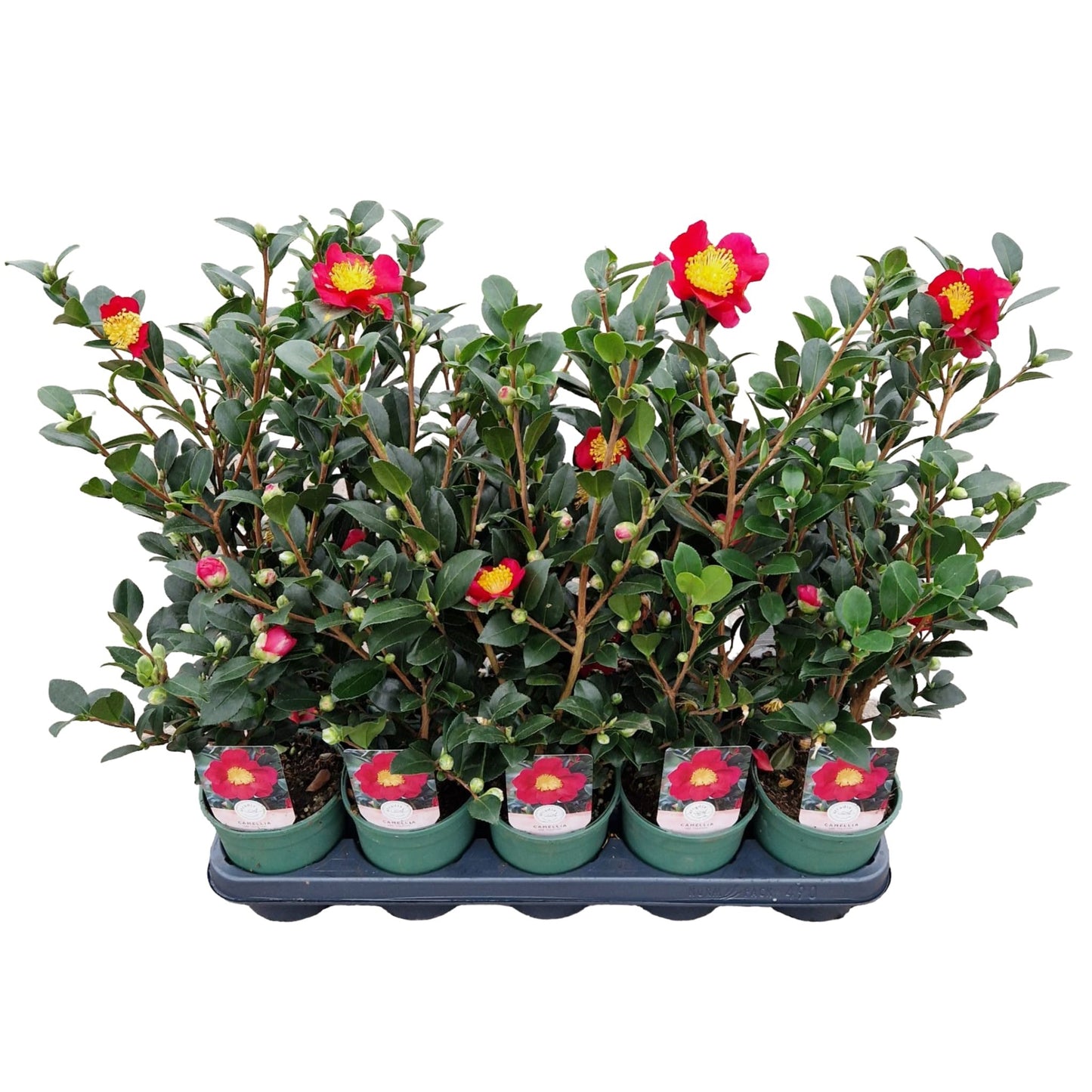 Camellia Yuletide 30cm 12cm Pot