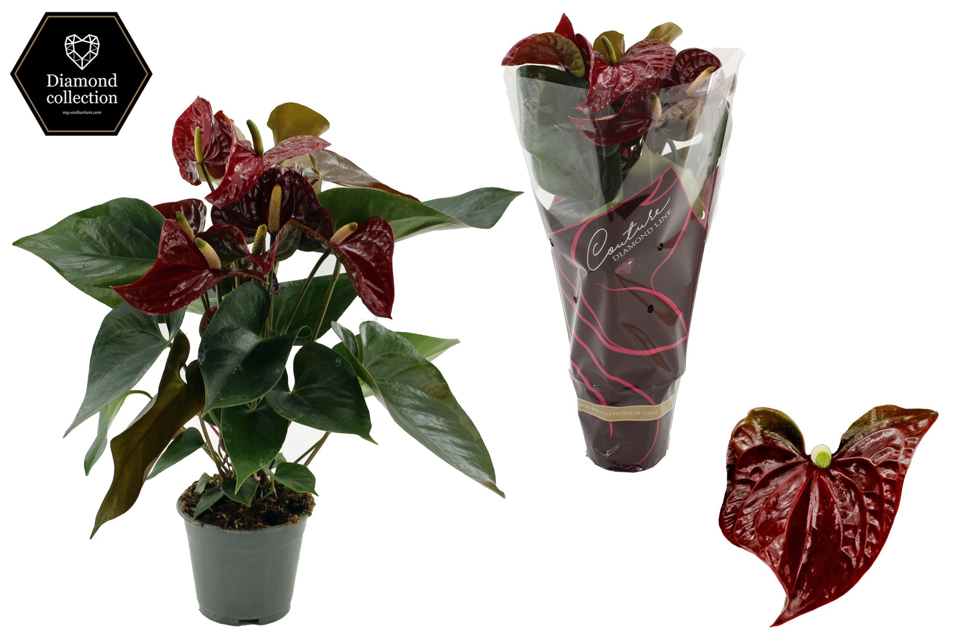 Anthurium Tranquillo 57cm 17cm Pot