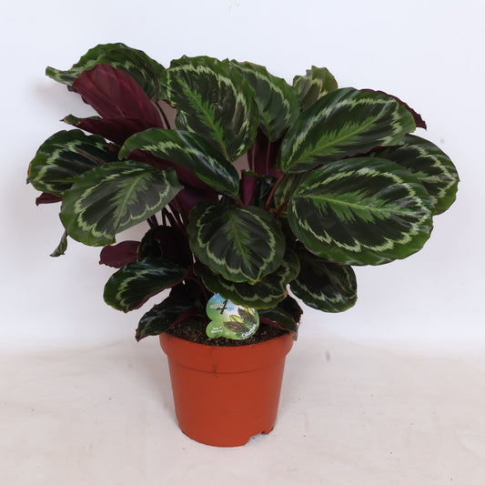 Peeters Potplanten BV Calathea Medallion Pack of 1