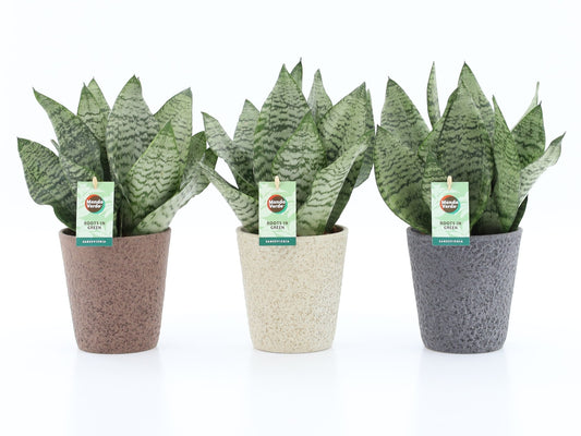 Sansevieria Black Coral 35cm 13cm Pot