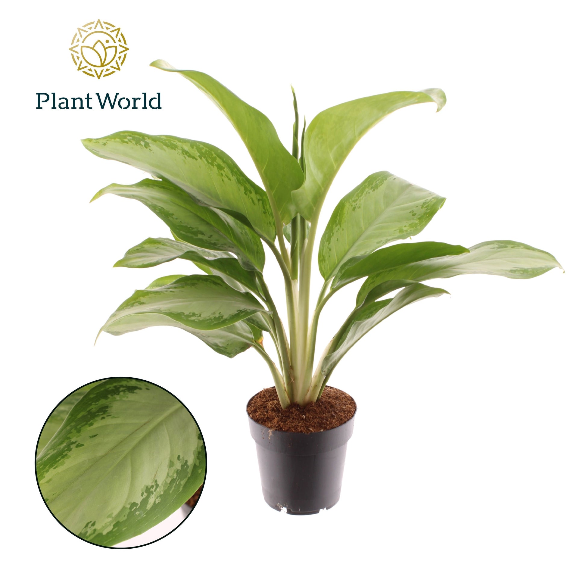 Aglaonema Silver Bay 50cm 14cm Pot