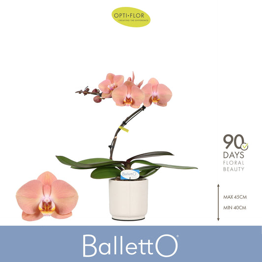 Phalaenopsis overig zalm 45cm 12cm Pot