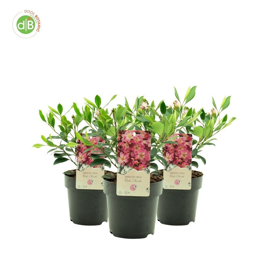 Rhaphiolepis Red Cloud 20cm 15cm Pot