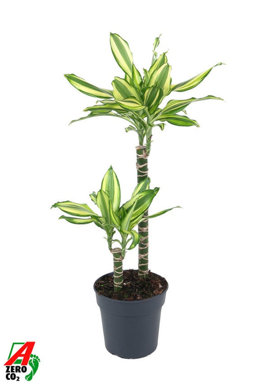 Dracaena frag. Deremensis 80cm 19cm Pot