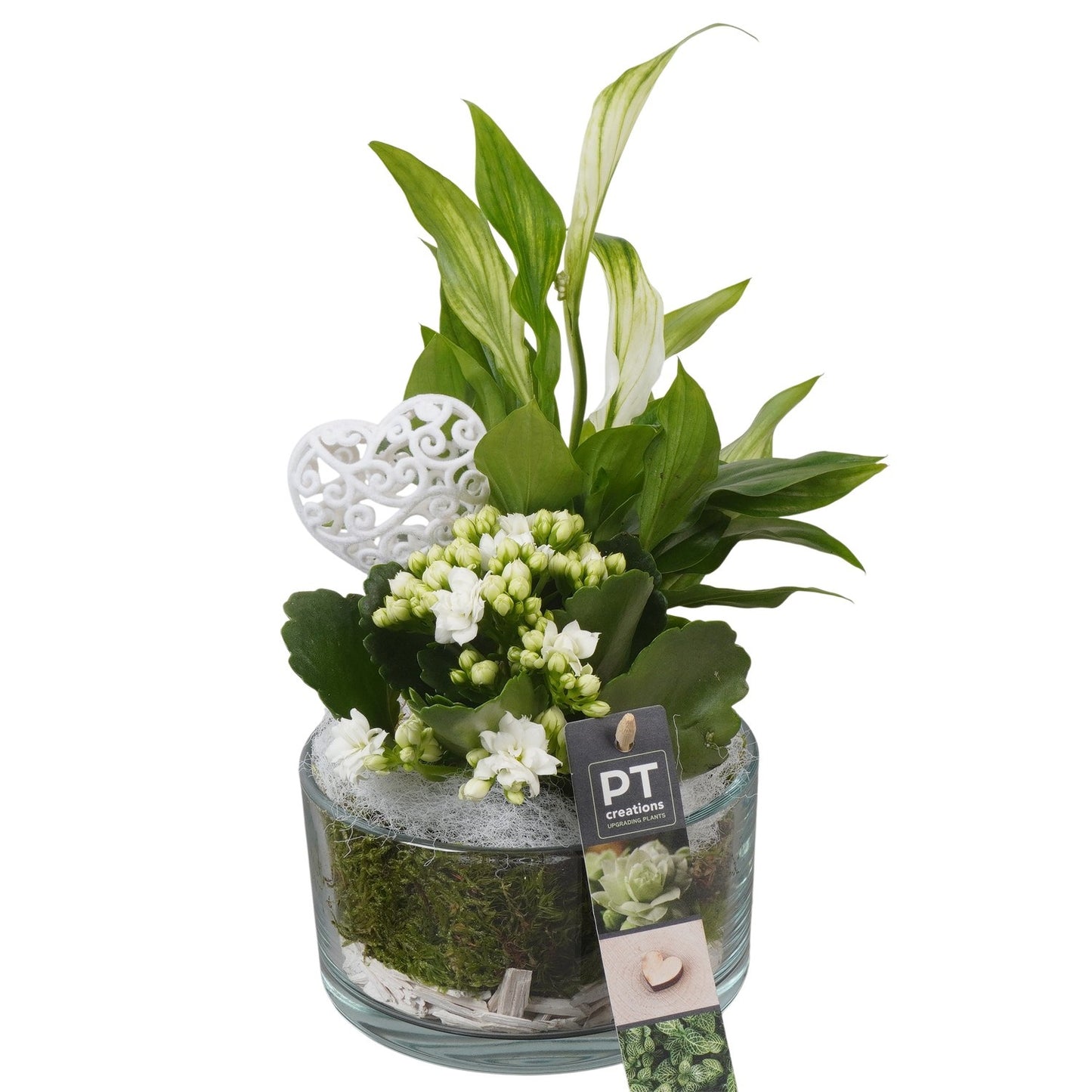 Indoor arrangement 26cm 14cm Pot