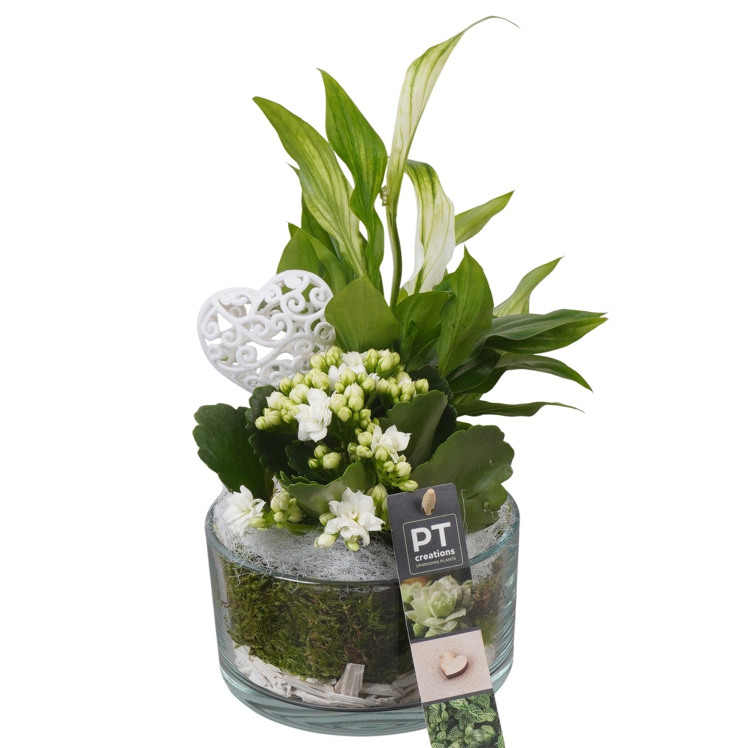 Indoor arrangement 26cm 14cm Pot