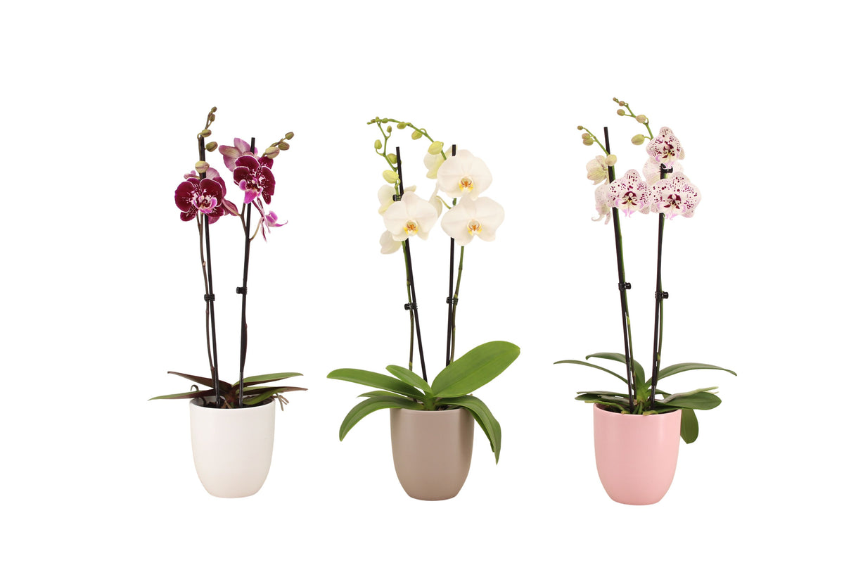 Phalaenopsis mix 60cm 12cm Pot