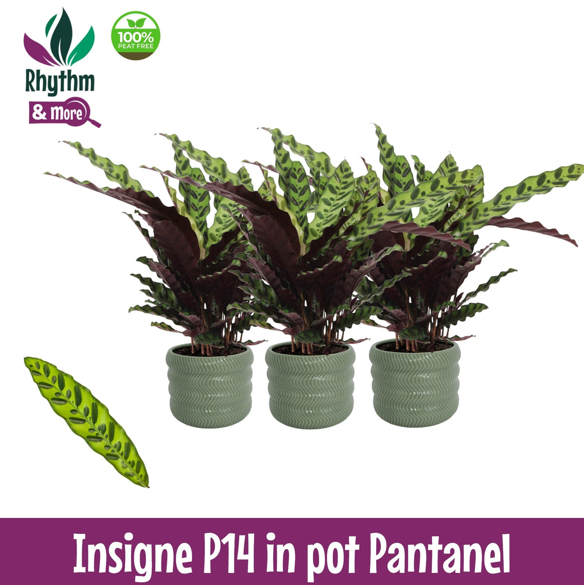 Calathea lancifolia 45cm 14cm Pot