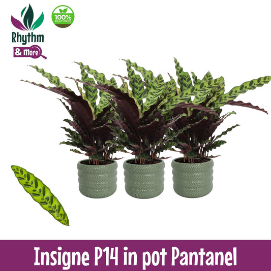 Calathea lancifolia 45cm 14cm Pot