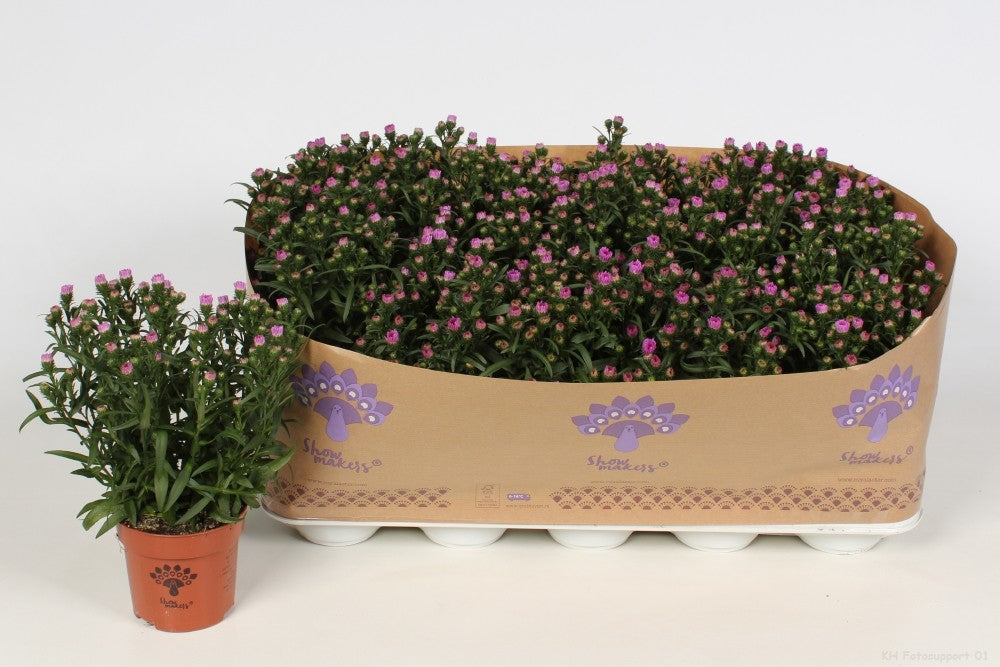 Aster nb. Showmakers Pretty Pink 22cm 510cm Pot