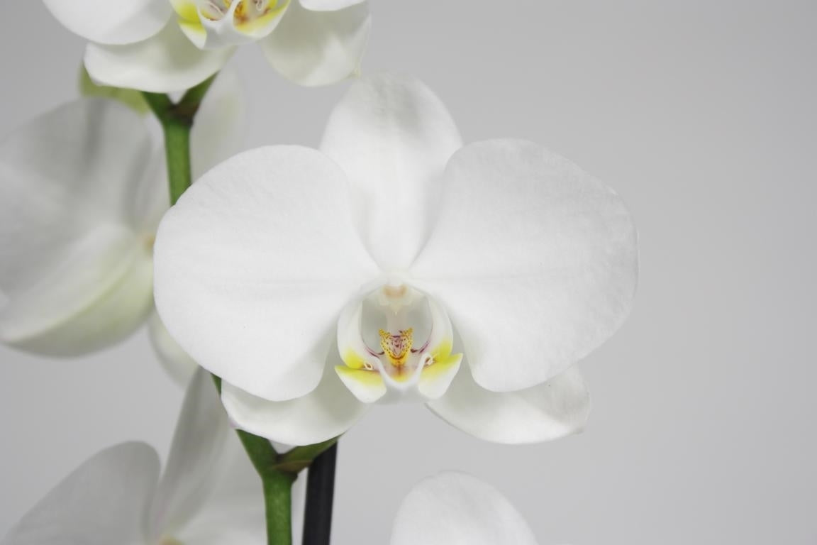 Phalaenopsis Pure Silk 70cm 12cm Pot