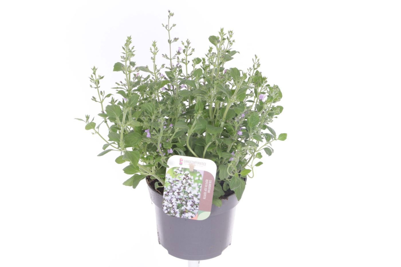 Calamintha nepeta 30cm 13cm Pot