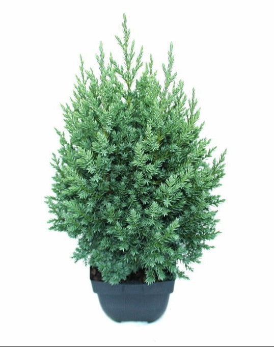 Juniperus Stricta 65cm 17cm Pot
