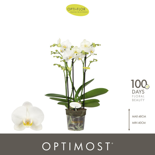 Phalaenopsis multiflora white 45cm 12cm Pot