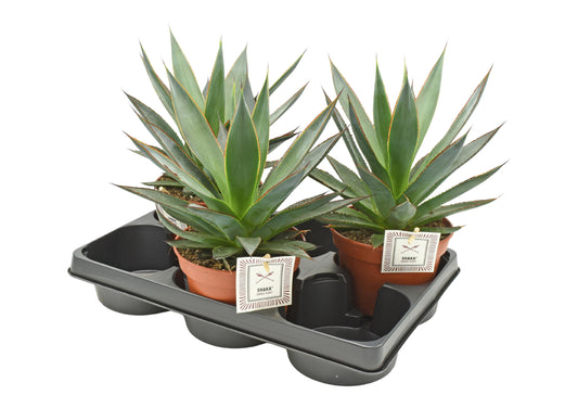Agave Shaka Zulu 25cm 15cm Pot