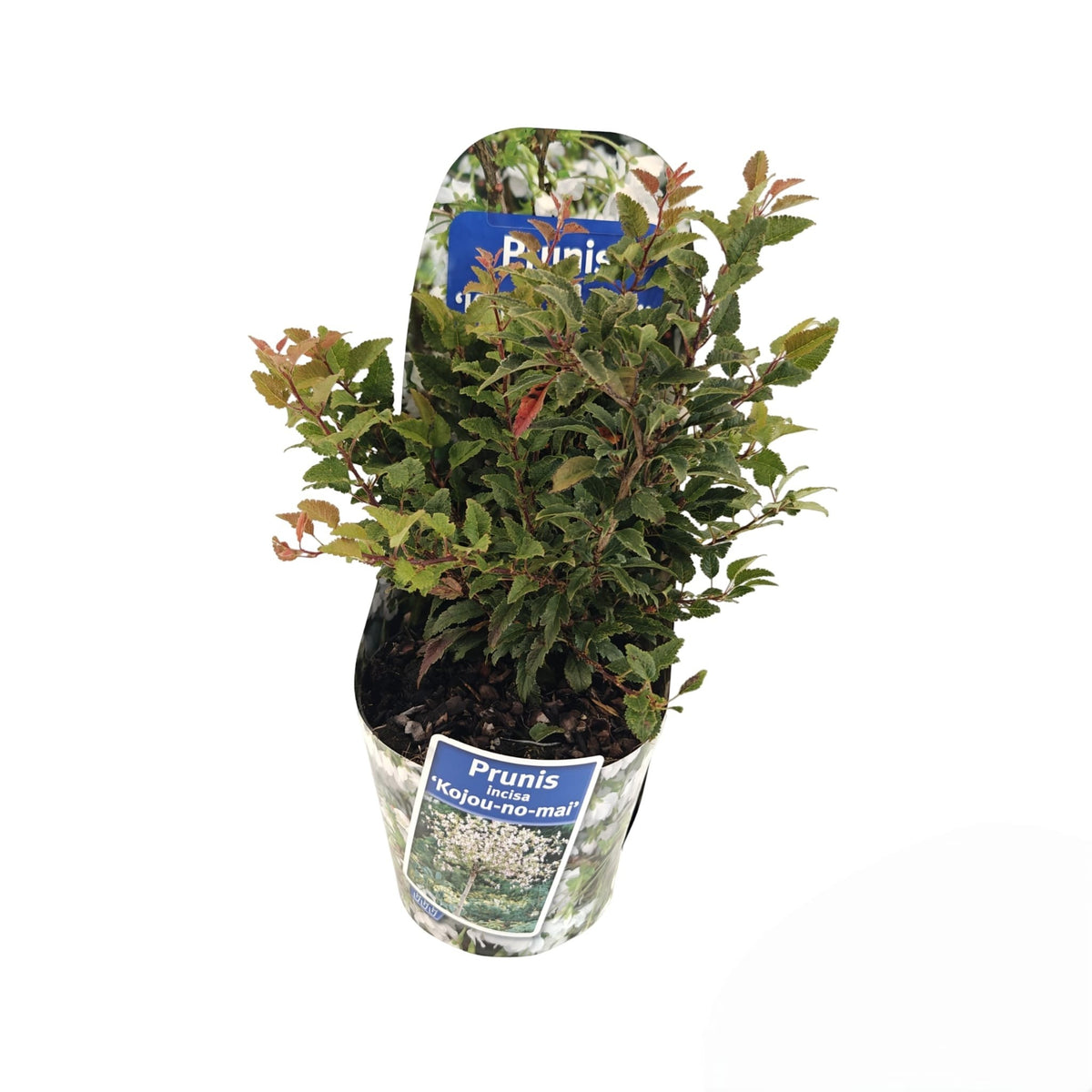Prunus incisa Kojou-no-mai 35cm 17cm Pot