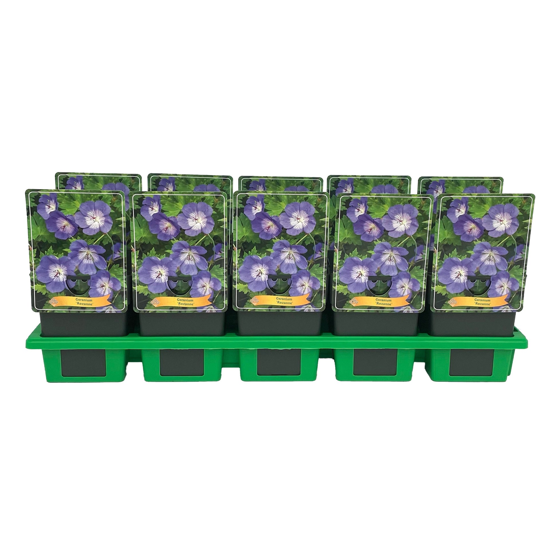 Geranium Rozanne (Hardy) 25cm 11cm Pot