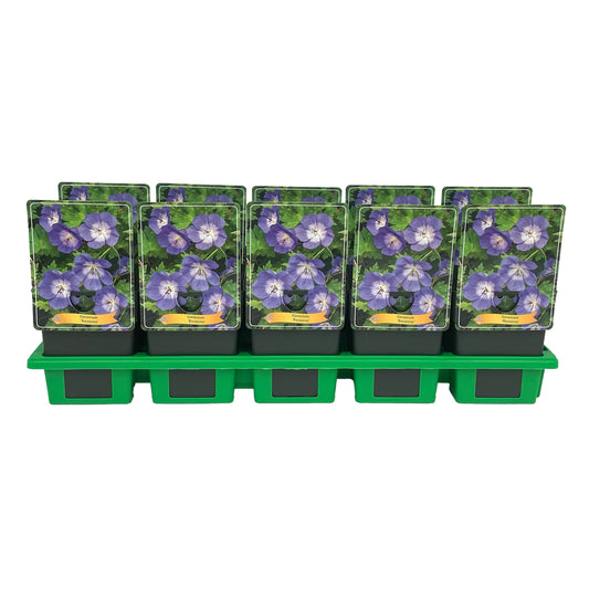 Geranium Rozanne (Hardy) 25cm 11cm Pot
