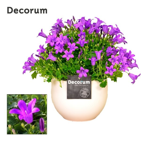 Campanula Porto 17cm 13cm Pot