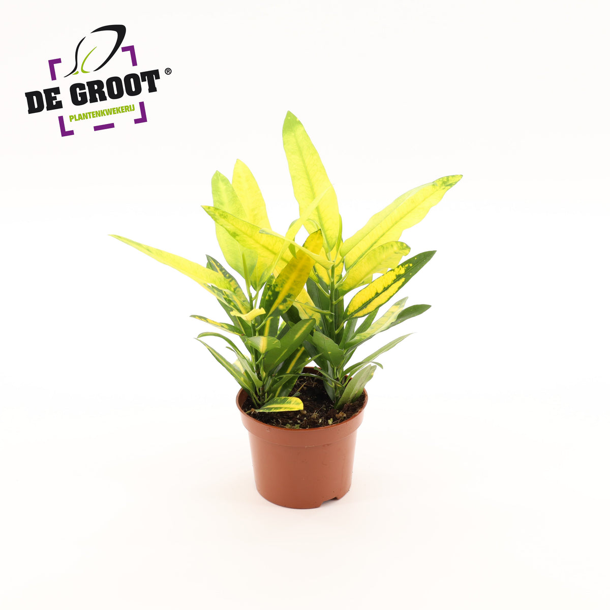 Codiaeum Sunny Star 30cm 12cm Pot