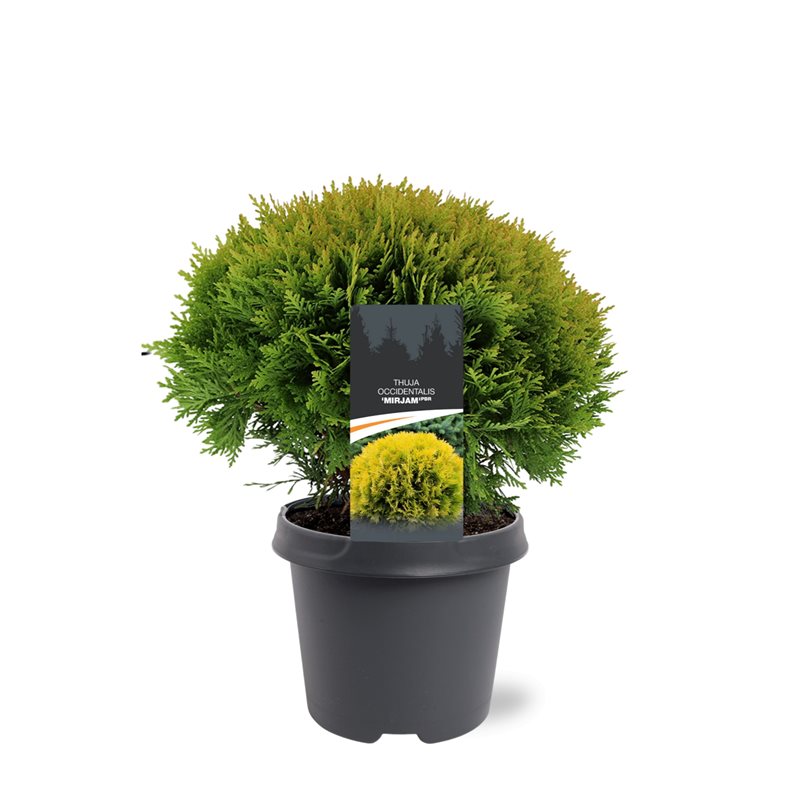 Thuja occidentalis 35cm 23cm Pot