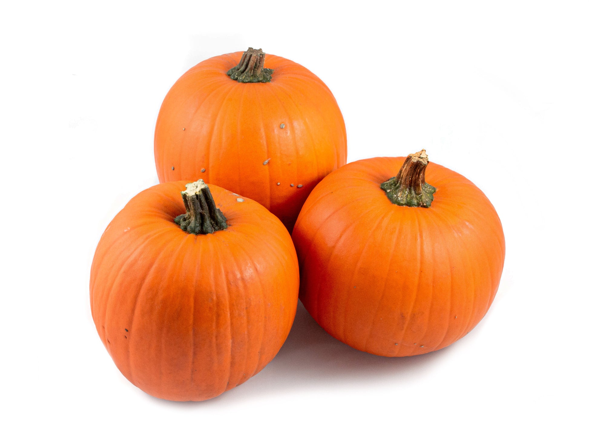 Cucurbita max. Halloween 20cm 20cm Pot