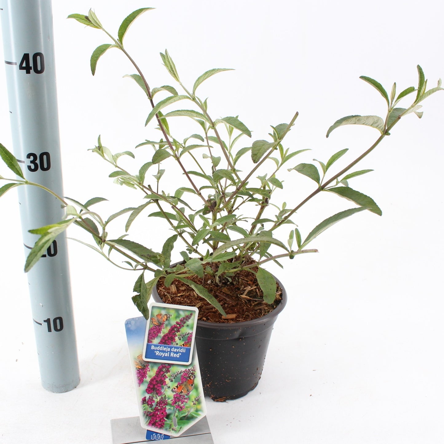 Buddleja davidii Royal Red 30cm 17cm Pot