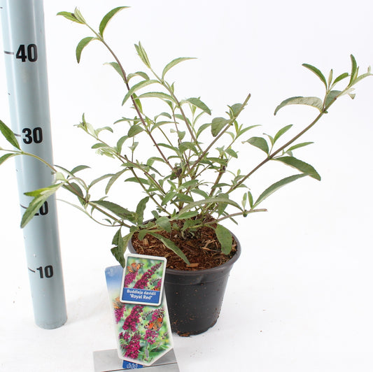 Buddleja davidii Royal Red 30cm 17cm Pot