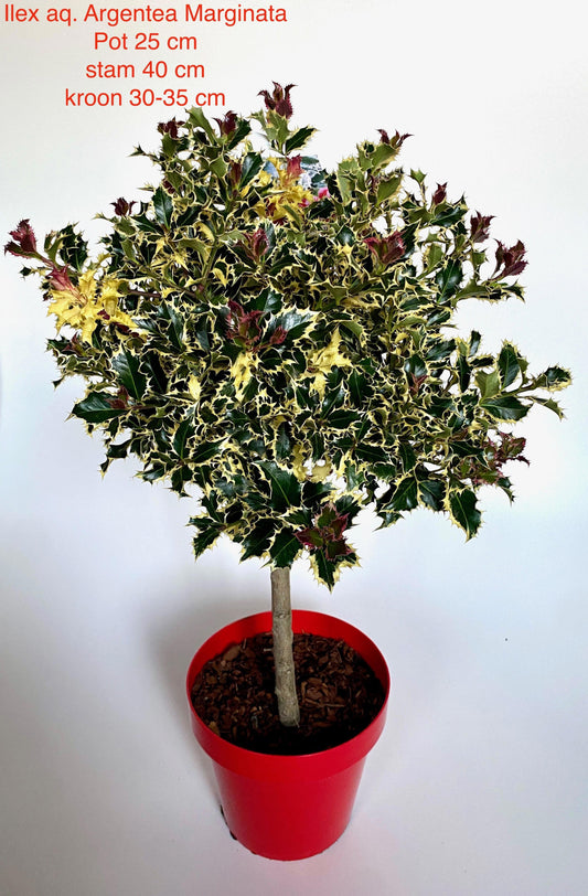 Ilex Argentea Marginata 110cm 25cm Pot