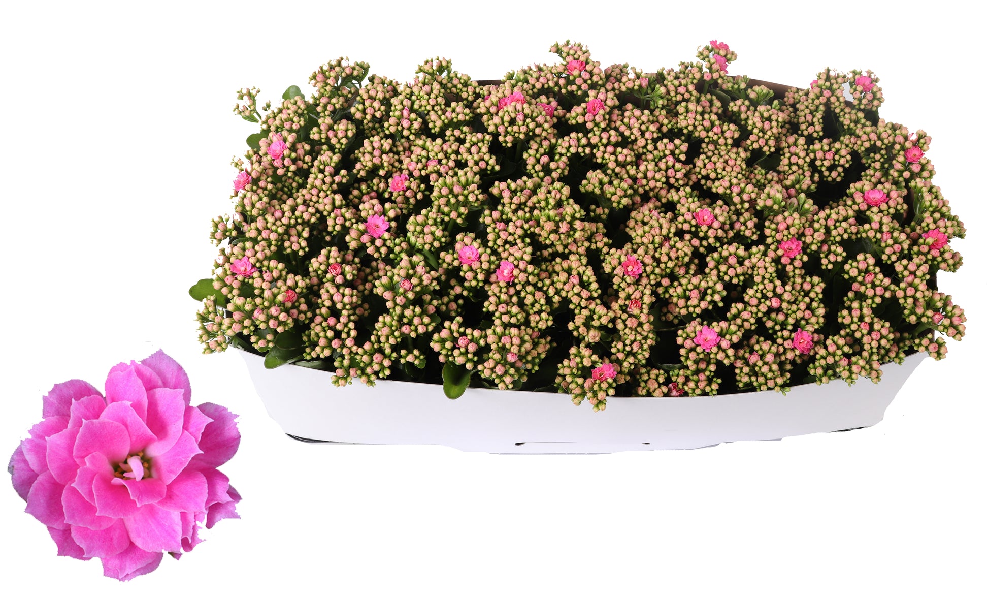 Kalanchoe Rosalina Don Nando 27cm 12cm Pot