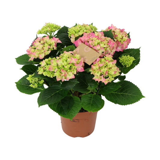 Hydrangea macr. Early Rosa 40cm 14cm Pot