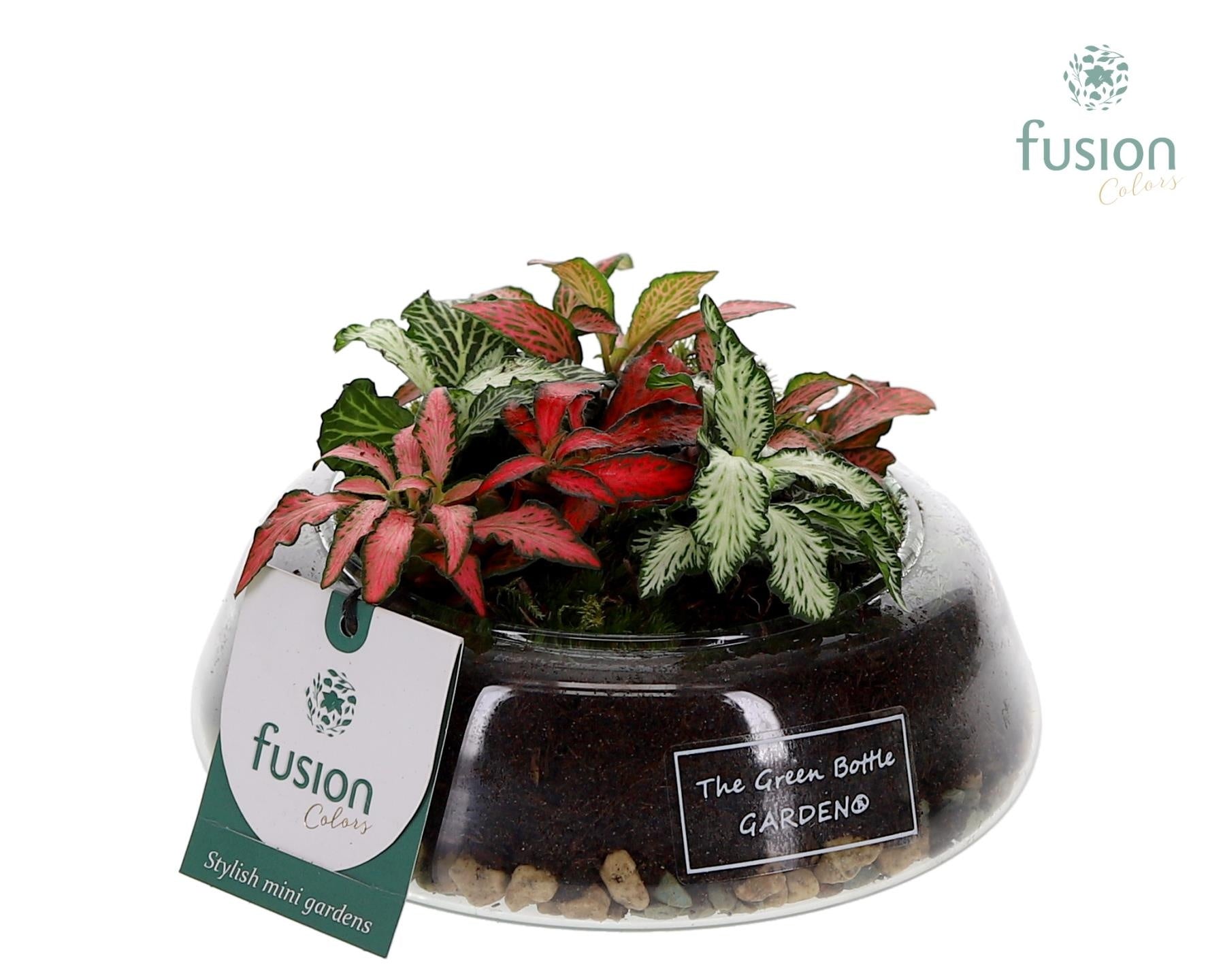Fusioncolors BV Green Bottle Christel Small met Fittonia arrangement Pack of 6
