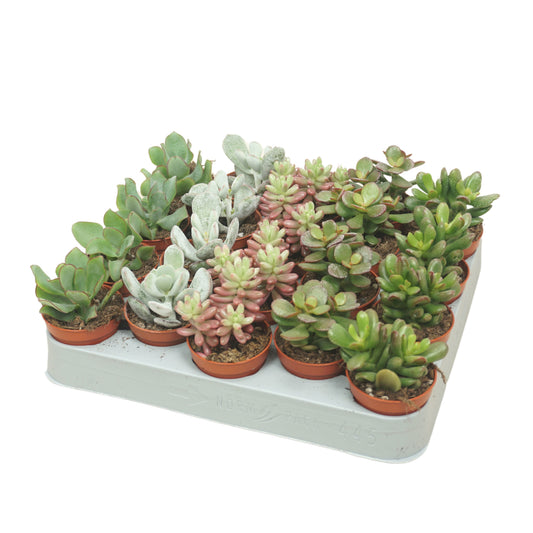 Succulent mix 8cm 5.5cm Pot