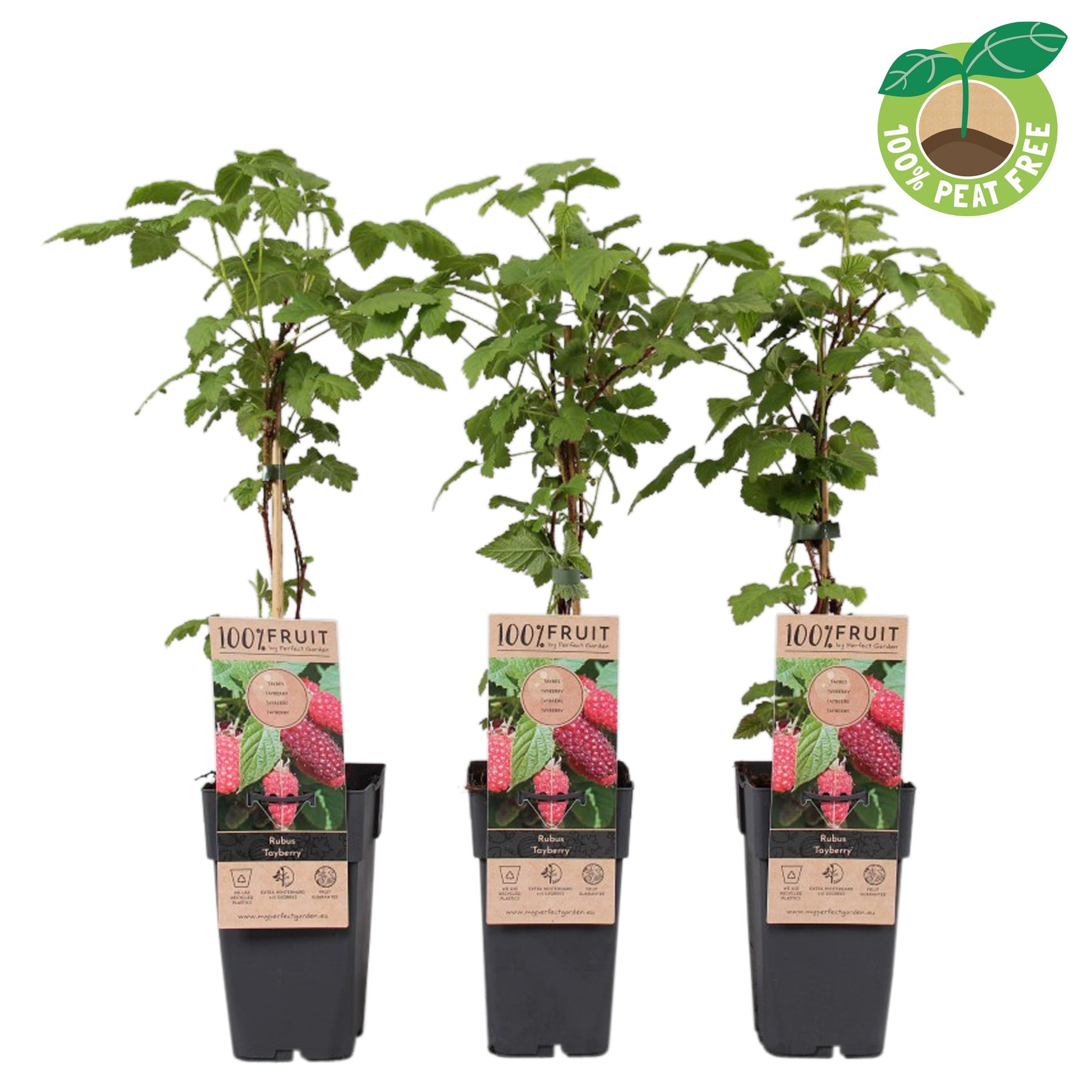 Rubus Tayberry (Raspberry x Blackberry hybrid) 50cm 15cm Pot