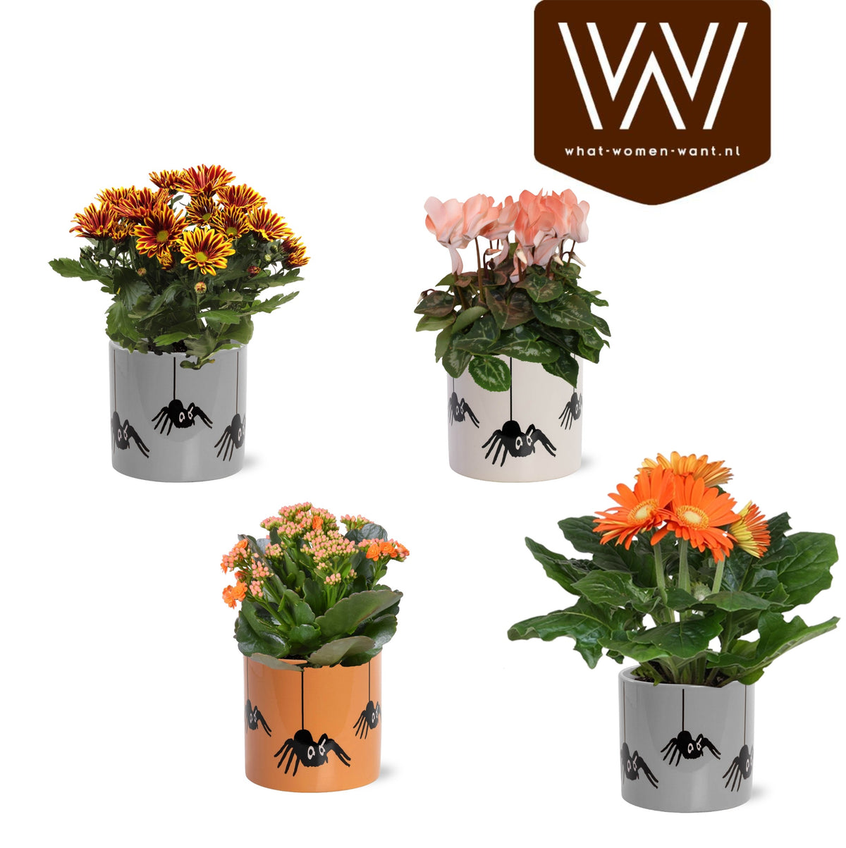 Houseplants mix flowering 30cm 12cm Pot