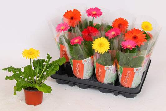 Gerbera Colourgame mix 27cm 9cm Pot