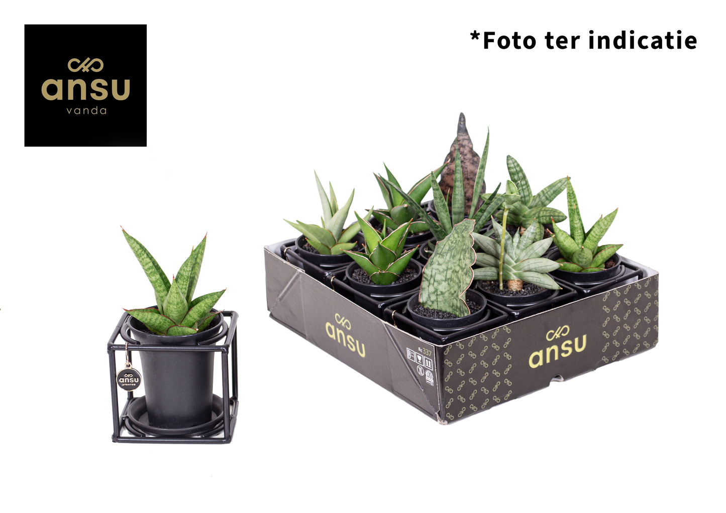 arr. Sansevieria Rough&Tough cup 12cm 10cm Pot