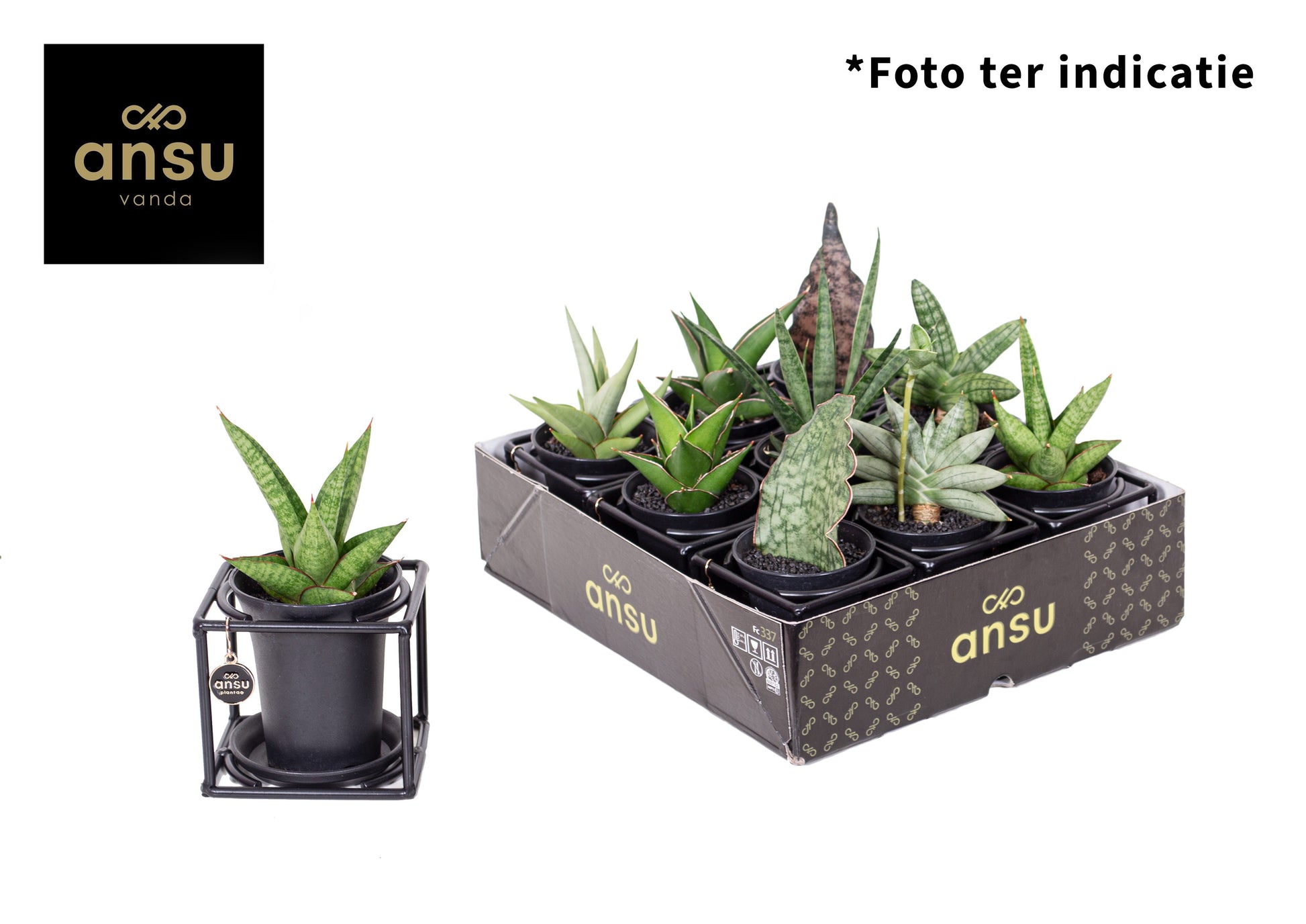 arr. Sansevieria Rough&Tough cup 12cm 10cm Pot