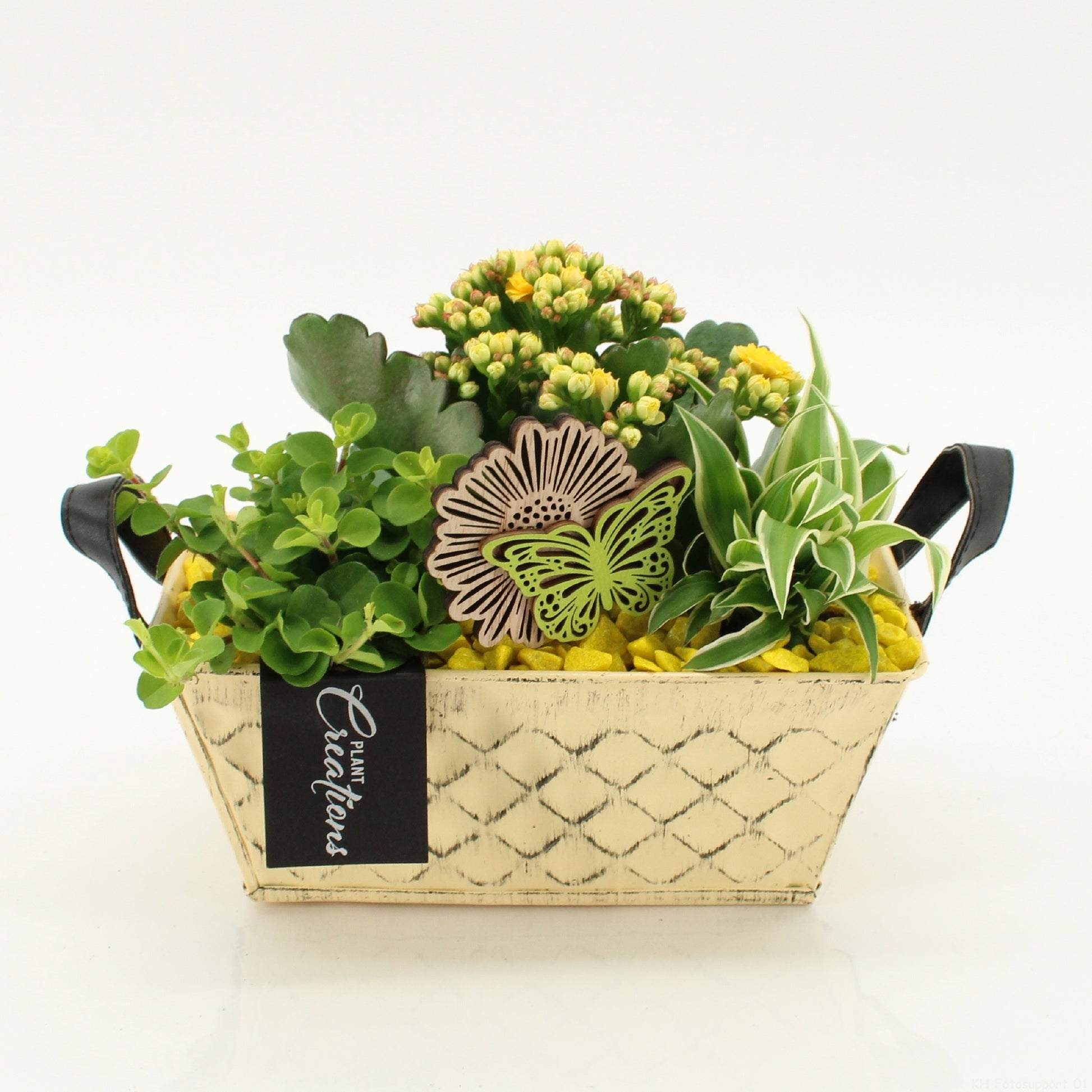 SECR-2630 Summer Essentials Colors 20cm 20cm Pot