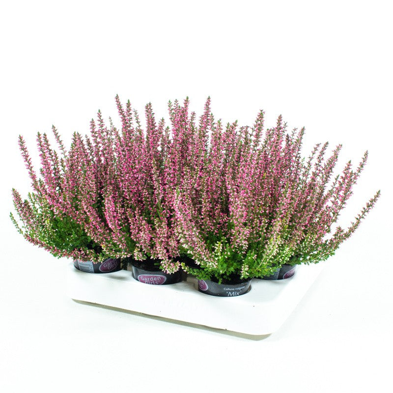 Calluna Garden Girls red 10cm 6cm Pot
