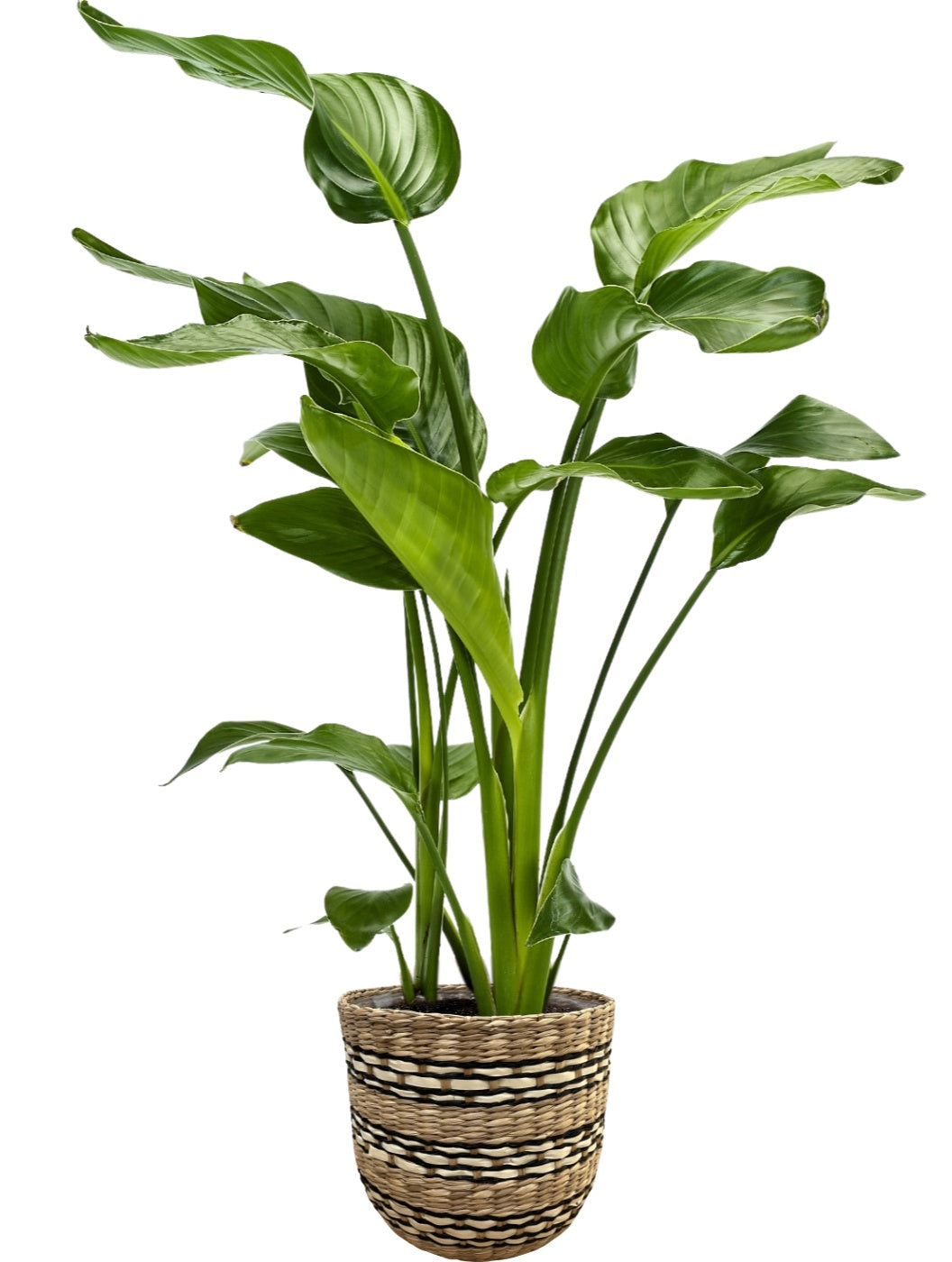 Strelitzia nicolai 80cm 20cm Pot