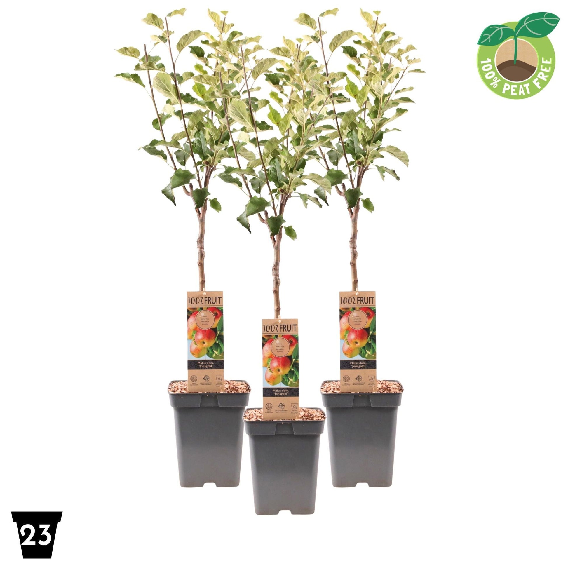 Streng Growers B.V. Malus Jonagold Highwood Pack of 1